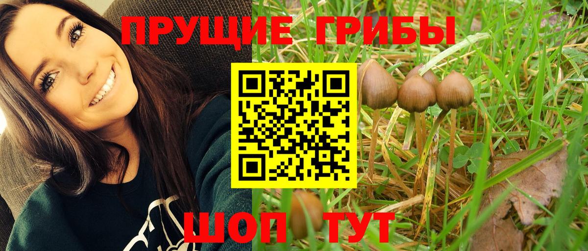 Дзержинский  Галлюциногенные грибы Cubensis  Вход с VPN 